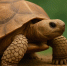 🐢 Сегодня отмечаем Всемирный день черепахи - Камская новь