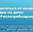 Как защититься от мышиной лихорадки на даче: советы Роспотребнадзора - Камская новь